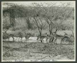 Kruger National Park, 1949. Impala.