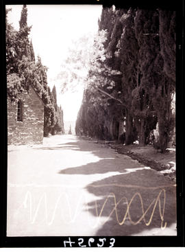 "Aliwal North, 1938. Tree-lined street."