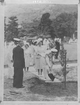 
King George VI planting a yellowwood tree.
