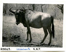 Kruger National Park, 1955. Wildebeest.