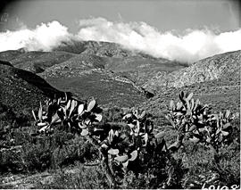 Montagu district, 1960. Prickly pears.