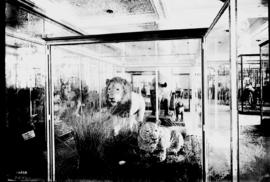 Durban. Two stuffed lions exhibited in museum glass cage.