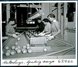 "Uitenhage district, 1954. Grading oranges."