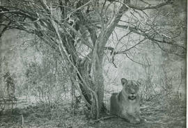 Kruger National Park, 1932. Lioness.