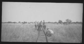 Naboomspruit, 1924. Laying narrow gauge track for roadrail line to Singlewood.