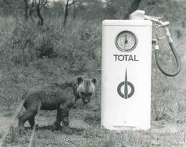 Kruger National Park. Hyena cub at Total petrol pump.