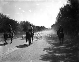 Graaff-Reinet district, 1950. Flock of sheep in road herded by three horsemen.