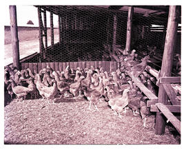 "Bethlehem district, 1960. Poultry farm."