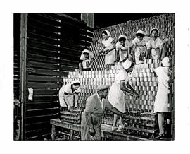 Paarl, 1945. Canning factory, stacking cans.