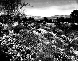 Caledon, 1950. Wildflower garden.