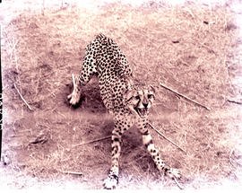 "Hluhluwe district, 1967. Cheetahs in Hluhluwe Reserve."