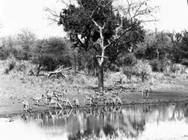 Kruger National Park, 1957. Impala.