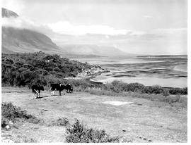 Hermanus, 1955. Cattle at lagoon.