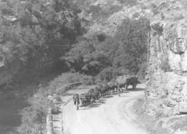 Grahamstown district, 1939. Ox wagon with load in mountain pass.