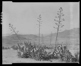 Transkei, 1954. Stand of aloes with kraal in the distance.