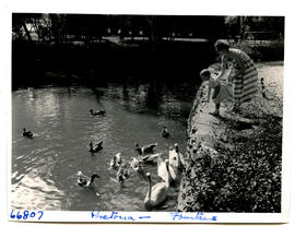 Pretoria, 1957. Feeding water birds at the Fountains.
