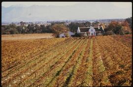 Cape Dutch farmhouse surrounded by vineyards.