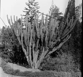 Pietermaritzburg. Cactus plant in botanical gardens.