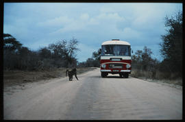 SAR Leyland Royal Tiger tour bus No MT16310 and baboon in game park.
