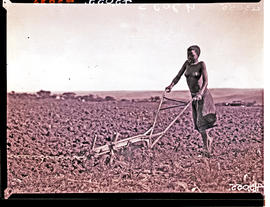 King William's Town district, 1935. Young Fingo woman guiding plough.