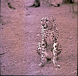 "Kruger National Park, 1970. Cheetah."
