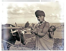 Transkei, 1952. Woman smoking pipe with baby and ox.