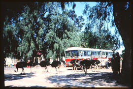 Oudtshoorn district, 1967. SAR Mercedes Benz tour bus at Highgate ostrich farm. Note left hand dr...
