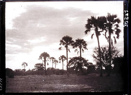Ovamboland, Namibia, 1929. Landscape with palm trees.