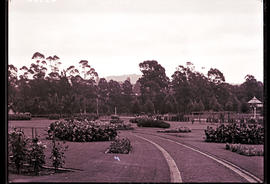 Pietermaritzburg, 1934. Mayor's garden.
