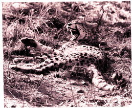 "Kruger National Park, 1962. Cheetah."