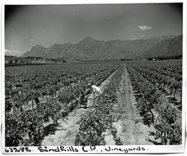 De Doorns, 1954. Vineyard at Sandhills in the Hex River valley.