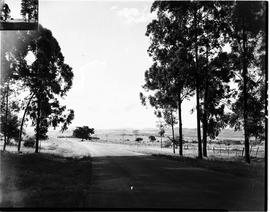 Barberton district, 1953. Country road.
