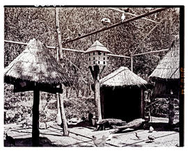"Aliwal North, 1938. Aviary at hot springs resort."
