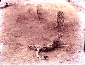 "Hluhluwe district, 1967. Cheetahs in Hluhluwe Reserve."