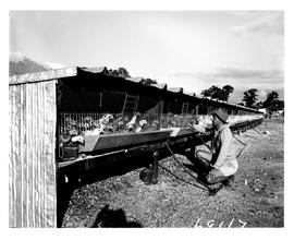 Montagu district, 1960. Poultry farming.
