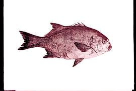 Drawings of fish species.