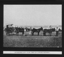 Kalahari. Cart and six mules.