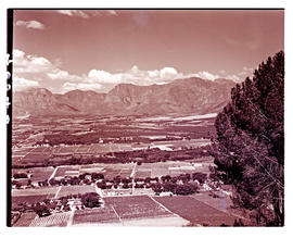 Paarl district, 1939. Vineyards.