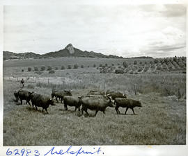 "Nelspruit district, 1954. Cattle."