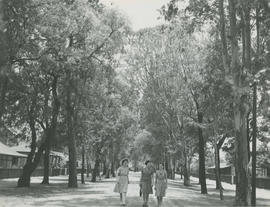 Mafeking, 1946. Nurses strolling in tree-lined street.