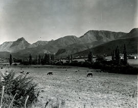 Montagu district, 1952. Mountains with town in the distance.