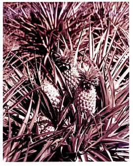 "Nelspruit district, 1954. De Kaap valley, pineapple farm."