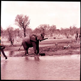"Kruger National Park, 1970. Elephant."