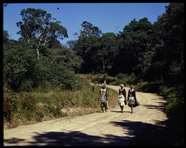 Melmoth district, 1961. Walking down country road in Nkandla forest.