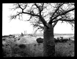Messina? Round in Nine Tours - baobab tree with mine in the distance.