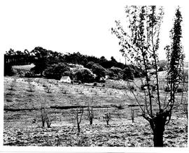 Caledon district, 1955. Farm.