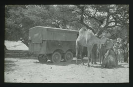 Thornycroft truck and camels in bushveld.