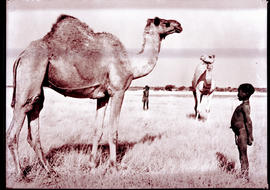 Etosha Game Park, South-West Africa, 1937. Bushmen boys with camels at Fort Namutoni.