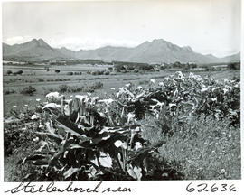 Stellenbosch district, 1954. Wildflowers.