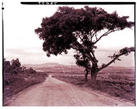 "Nelspruit district, 1962. Large tree next to road."